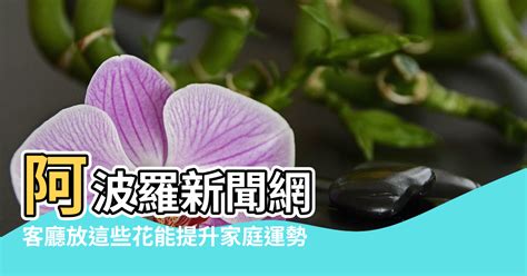 金魚花風水|【金魚花風水】金魚花的風水傳説與擺放秘訣，打造居家好運與財。